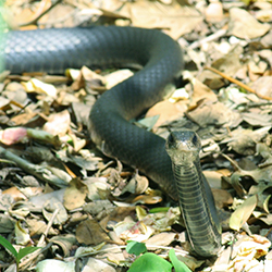 Black snake with head raised looking straight at camera