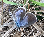 A very very small butterfly with black and blue on the top of its wings in hay