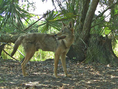 A coyote in the Florida forest scrub