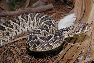 Diamondback snake in zoo with white mouse as a meal