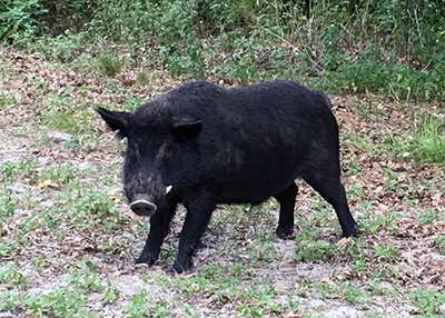 A hairy black pig with white tusks visible