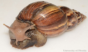 Another snail, with a striped shell