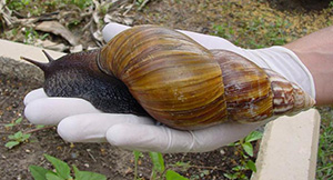 A white latex gloved hand holds a huge snail - big enough to cover the hand.