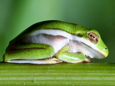 A bright green frog with a white stripe running down its side and a gray belly, on a plant stem