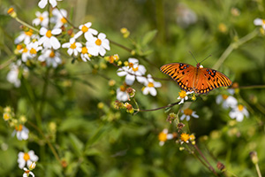 An orange and black Gulf fritillary butterfly on white daisylike flowers of Spanish needle