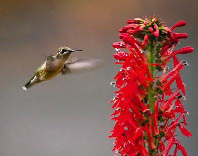 hummingbird approaching red flower spike