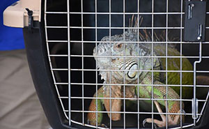Iguana lizard in pet carrier
