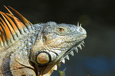 Iguana lizard in profile