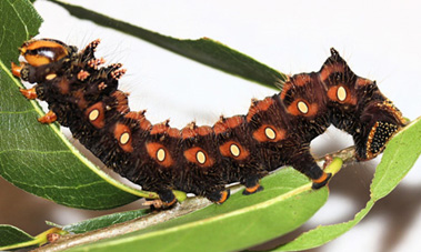 Close view of a black caterpillar with orange spots all along its body; the orange spots have a white spot in the middle