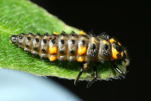 A creepy looking black and yellow insect that resembles a caterpillar with legs