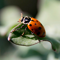 A red ladybug with black spots sitting on a leaf