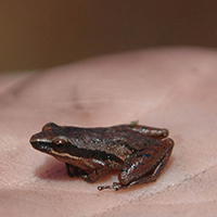 Tiny dark brown frog sitting in the palm of a hand