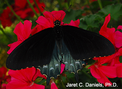 black butterfly on red flowers