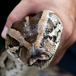 A python snake's head grasped at the neck by an unseen hand.