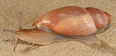 Snail with pinkish-tan shell