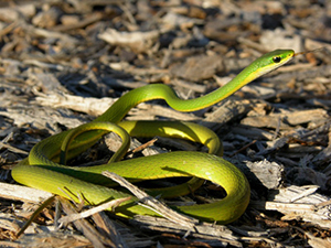 Bright green snake coiled up on the ground
