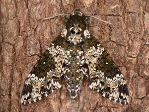A brown and white mottled moth on a pine tree