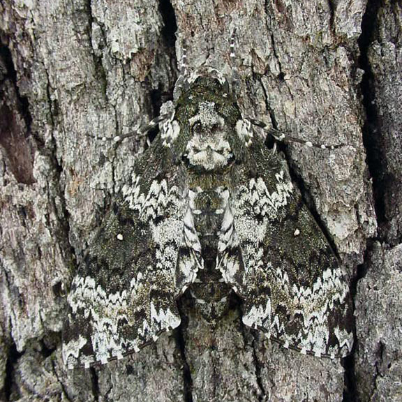 Sphingidae Family Of Moths Gardening Solutions University Of 