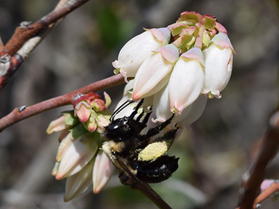 Bee on a cluster of downward hanging blueberry flowers, its hind legs covered with pollen