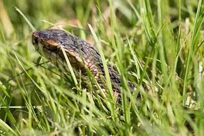 A snake's head poking out of the grass