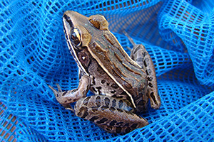 Brown frog with dark brown markings sitting on a bright blue pool net