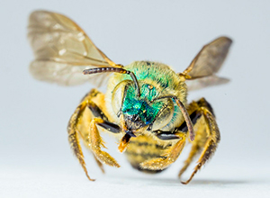 Bee covered in gold hairs with a metallic green head