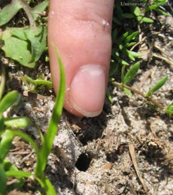 Finger pointing to two tiny holes in sandy Florida soil
