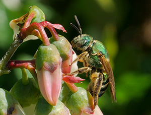 A bee with bright metallic green markings on a flower