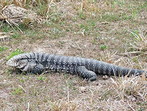 A large lizard, with dull gray-black stripes