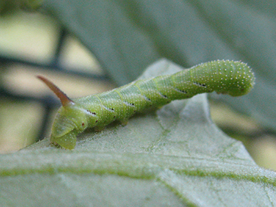A green caterpillar with a protrusion on its back end that resembles a horn