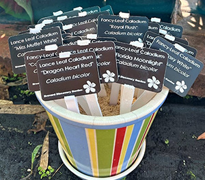 Colorful pot filled with little plant signs