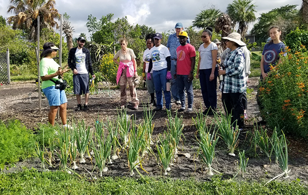 People standing in a vegetable garden listening to a woman speak; the green tops of onions are predominent in the foreground, with palm trees behind the group