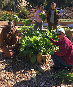 Four women in a sunny garden with a full raised bed of lettuce