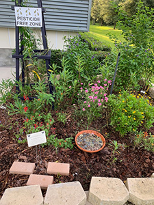 A flower bed with native flowering plants