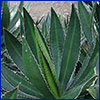 Long spiky leaves of Agave lophanta