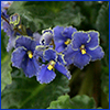 Blue-purple flowers with small yellow centers and petals edged in yellow 