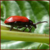 Air potato leaf beetle photo by Ted Center USDA/ARS