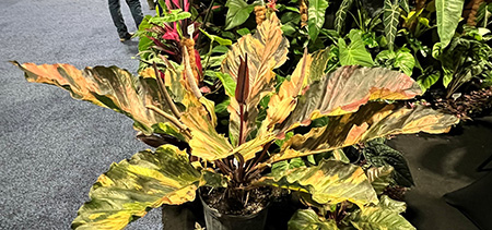 Detail of tropical plant with golden variegated leaves and a magenta stalk