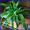 Potted plant with shiny and rippling long green leaves