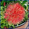 Bright red puffball of blood lily flowers