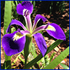Blue flag iris photo by Jennifer Sykes
