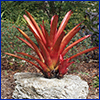 Red tropical plant growing on top of a large limestone rock