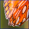 Macro view of orange butterfly wing
