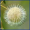 flower resembling a round pin cushion covered in white needle like petals