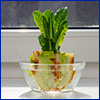 Deep green leaves sprout from an old base of Chinese cabbage that has been set in a bowl with water on a windowsill