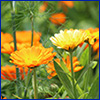 Yellow-orange daisy like flowers of calendula
