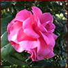 Hot pink camellia flower