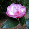 Pink sasanqua camellia flower