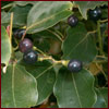 camphor tree leaves and berries