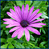 purple Cape daisy